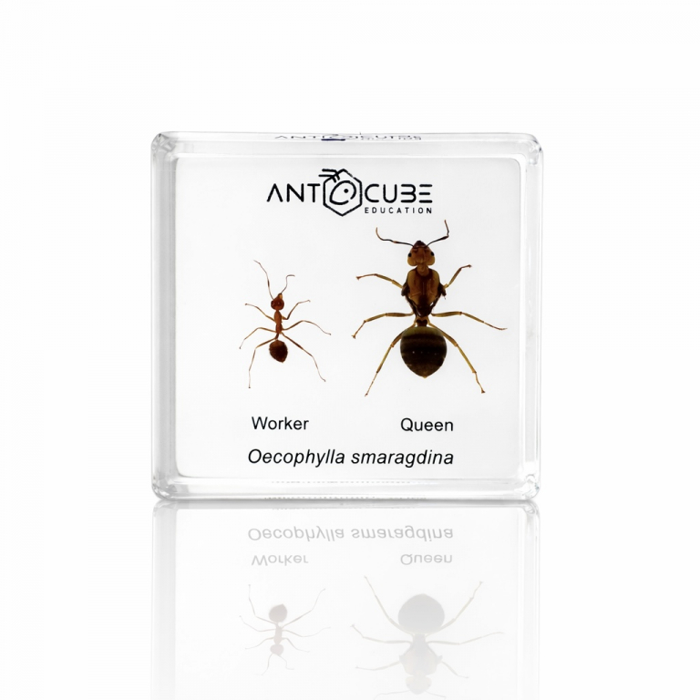 Präparat Oecophylla smaragdina - Gyne und Arbeiterin